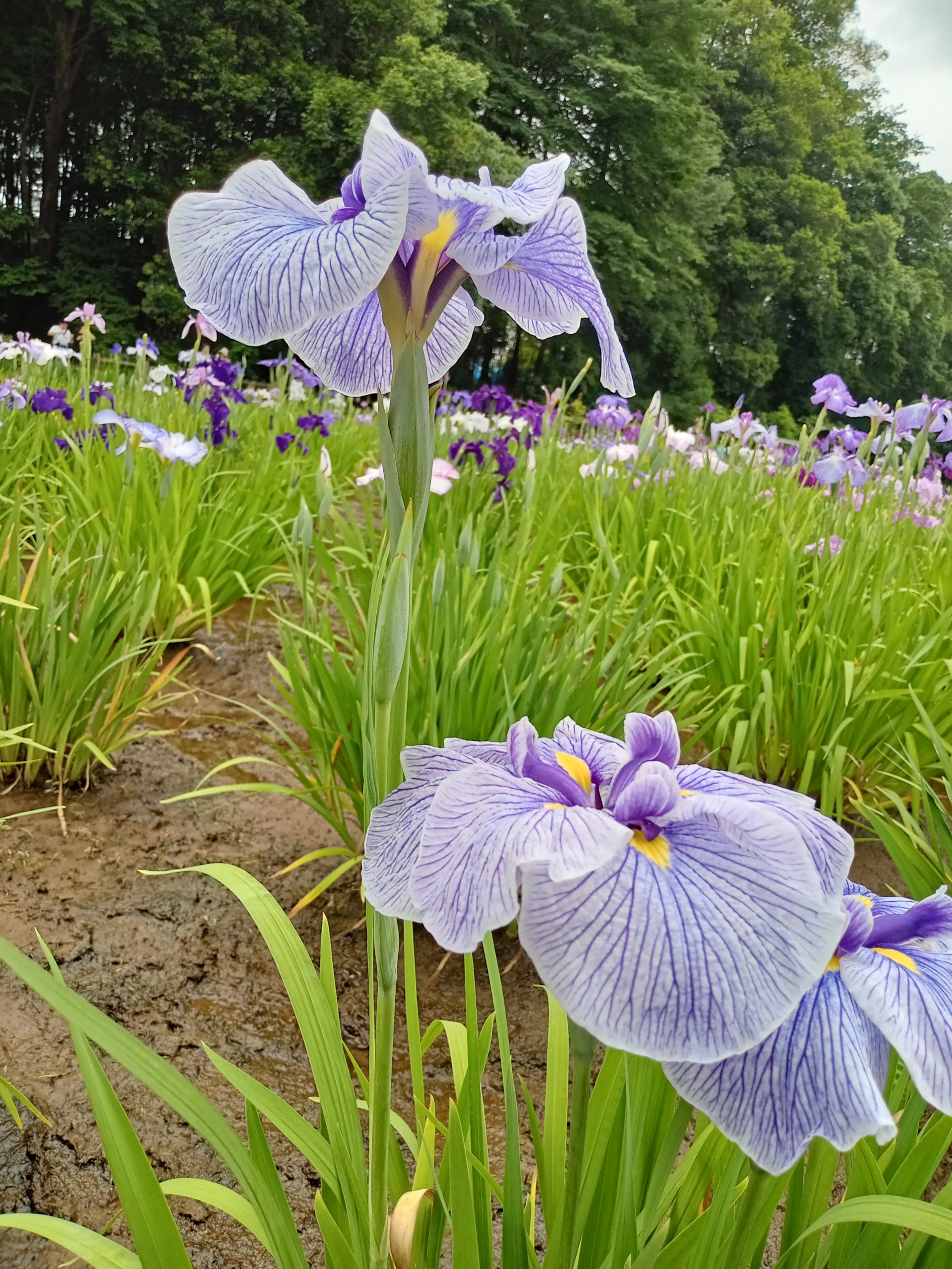 あやめ、アイリス、カキツバタ、菖蒲の違い - 【公式】西東京けやき法律事務所ー東京都西東京市の弁護士